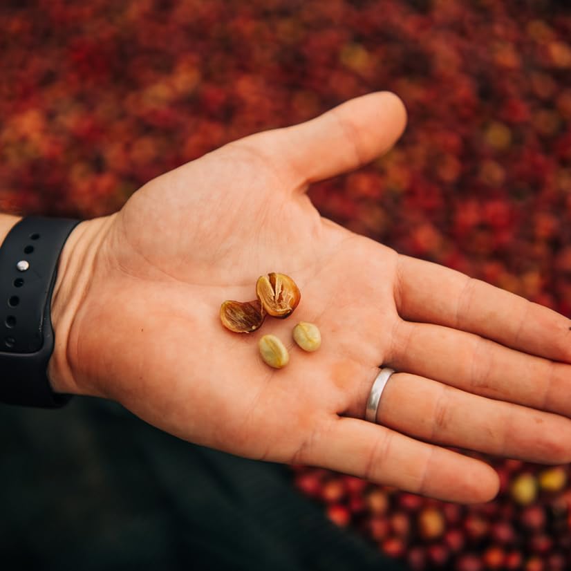 Miniatura 7 de Grace Farms, Café orgánico de grano entero, tostado medio ligero de Etiopía de origen único, bolsa de 12 onzas, 1 unidad  Notas de avena tostada y
