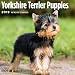 Yorkshire Terrier Puppies 2019 16 Month Wall Calendar 12 x 12 Inches