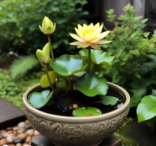 Image of BlimBurn Bowl Lotus Flower Seeds Mix - 50 Seeds Pack, Easy Care, Indoor /Outdoor Growing, Unique Hybrid Varieties