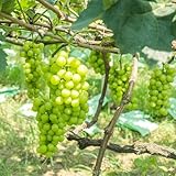 semillas decorativas de uva, uva ción de uvas resistentes al aire libre orgánicas 1000pcs