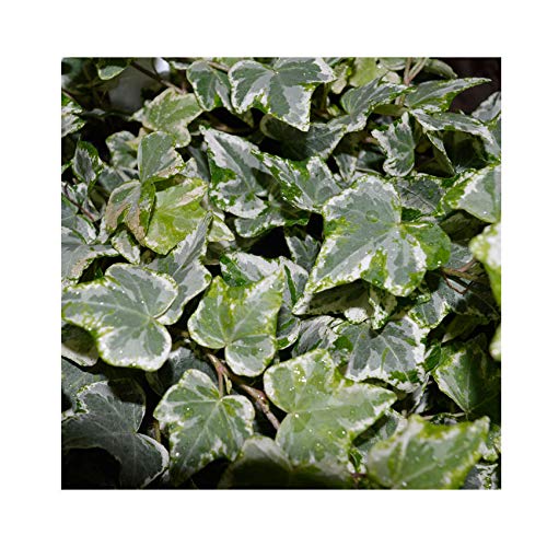 Hedera Helix 'Glacier' 15cm Pot Size