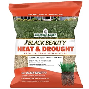 best heat resistant grass