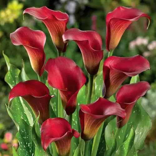 calla lilienzwiebeln - winterhart stauden mehrjährig exotische seltene...