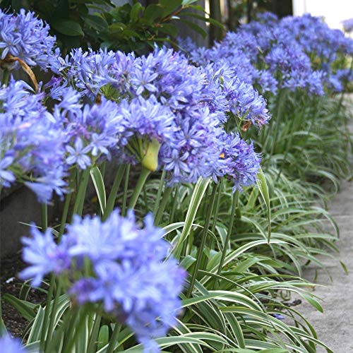Agapanthus 'Brilliant Blue' African Lily Herbaceous Garden Perennial in Plant Pot (9cm Pot, 10-20cm)
