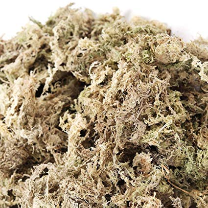 EXOTICA ORCHIDS Sphagnum Moss Fully Clean & Dry (White, 500 Gram)