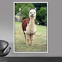 Framed Canvas Wall Art Llama Animals Camels Expressive Farmhouse/Country Living Room Multicolor Photography - 16x24 inches