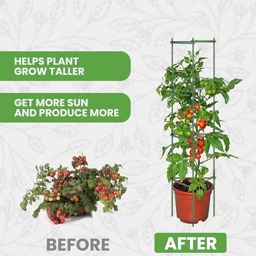 Tomato Cage Premium - Large Trellis Stakes and Plant Support Structures for Vegetables and Climbing Plants - Tall Tomato Cages for Garden, Pots, Raised Garden Bed Outdoor (6 Pack - Up to 63\")