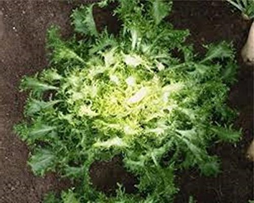 1g / 600 Semi di ricci Indivia Zheltoye Serdtse