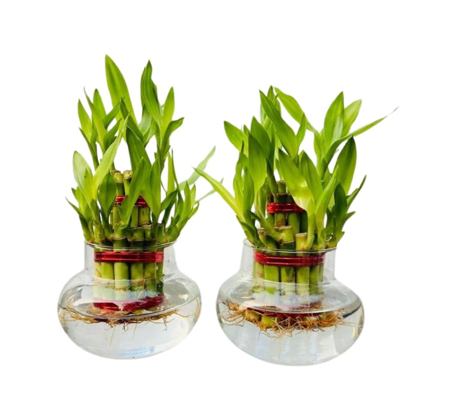 Sugram Plants 2 Layer Lucky Bamboo Feng Shui Plant With 3 inch Opening Oval Glass Pot Gift Living Room Plants Indoor Plants (2 Layer Lucky Bamboo 2pcs) (B0D4F45YPM) Amazon Price History, Amazon Price Tracker