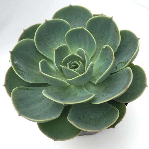Amazon.co.jp: 多肉植物 苗 七福神 多肉 エケベリア 多肉 : DIY・工具