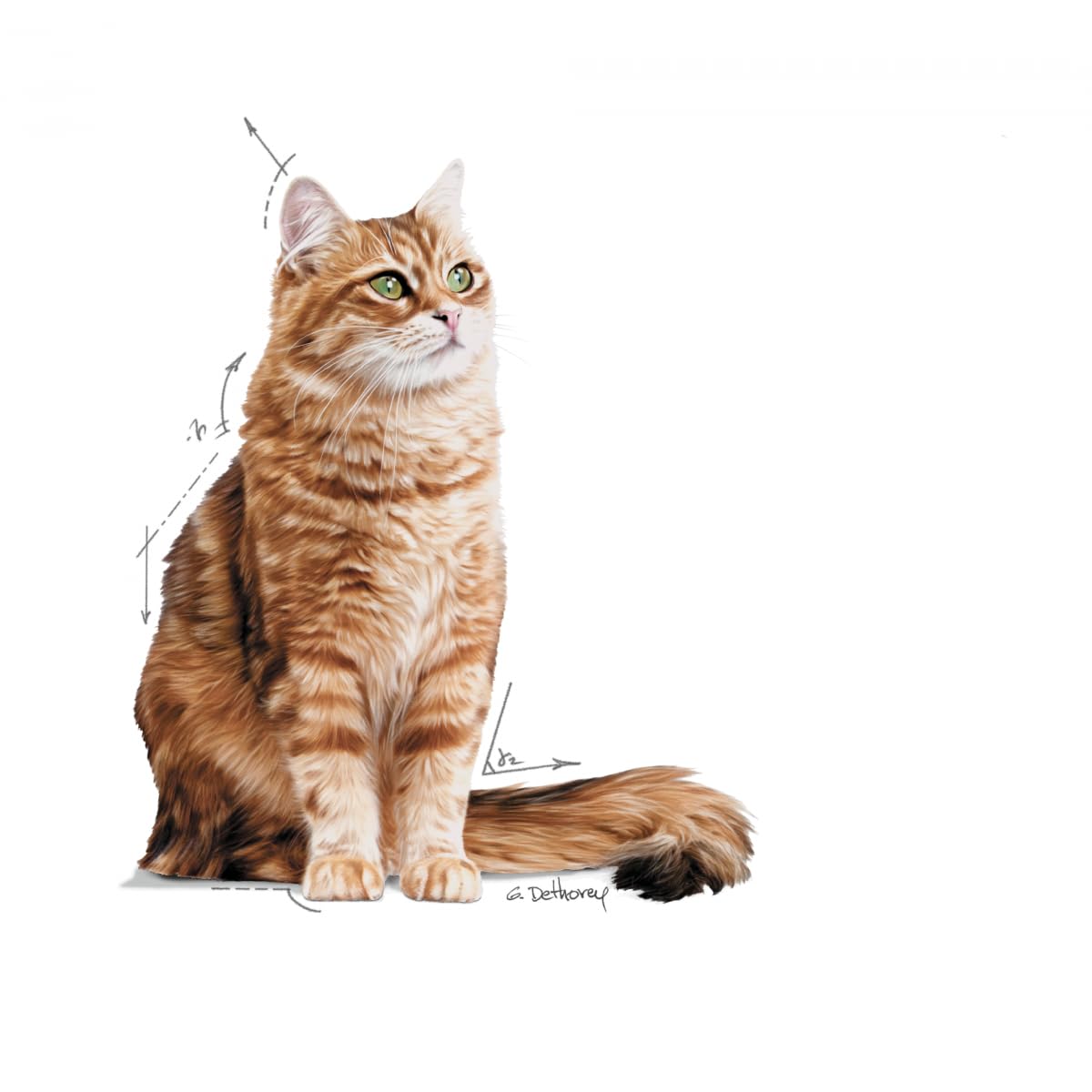 Royal Canin Digest Sensitive Wet Food | 12 x 85g | Alimento completo per gatti adulti | Può aiutare a ridurre l'odore delle feci | Bocconi in salsa