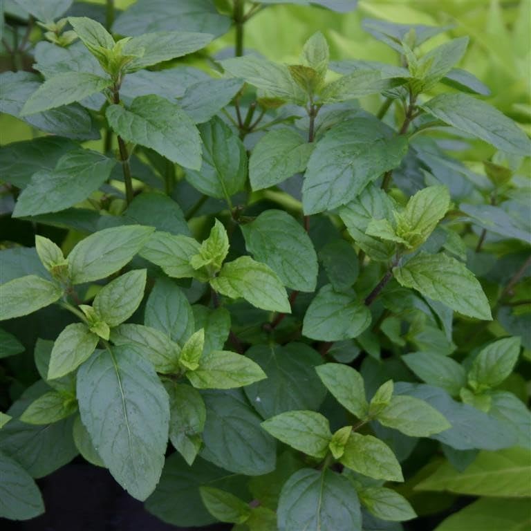 Mint 'Chocolate Peppermint' Mentha x piperita Cooking Herb Culinary Kitchen Fresh Aromatic Herbs Easy to Grow Your Own by Park Farm Plants (6 x Plug Plants)