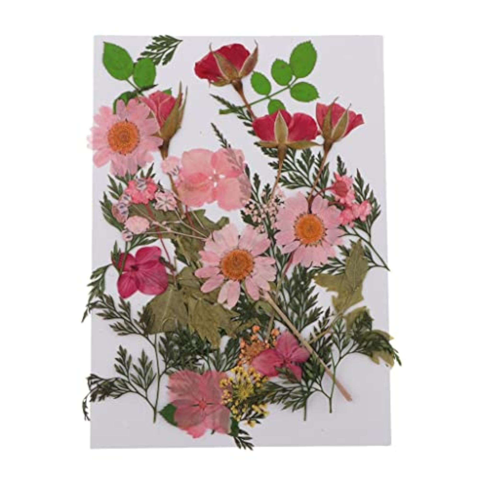 Mixed Natural Real Pressed Dried Flowers for DIY Projects