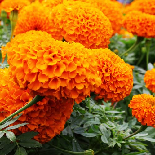 Park Seed Park's Whopper Orange Marigold Seeds, Pack Of 25 Seeds #TOP3