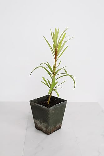 Miniatura 2 de My Shelfie - Podocarpus Macrophyllus Maki Tree (Tejo japonés), planta inicial de bonsái de hoja perenne de 2 pulgadas para jardín, seto o decoración