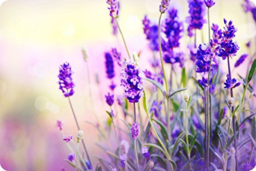 Extra Large Glass Worktop Saver Featuring Lavender Blossoms - 60 x 40cm