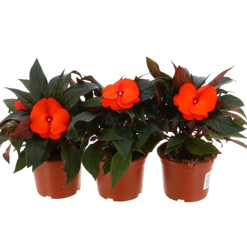 New Guinea Impatien Orange - 13cm x 3 Pots (Live Plants)