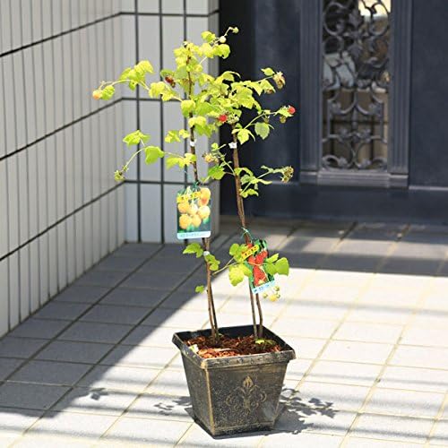 Amazon 庭木 植木 ラズベリーレッド イエローミックス 鉢植え 植木