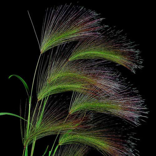 Wafer Kings Seeds - Grass Hordeum jubatum (Squirreltail Grass) - 100 Seeds