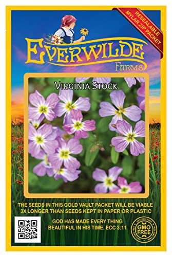Everwilde Farms - 2000 Virginia Stock Wildflower Seeds - Gold Vault Jumbo Seed Packet
