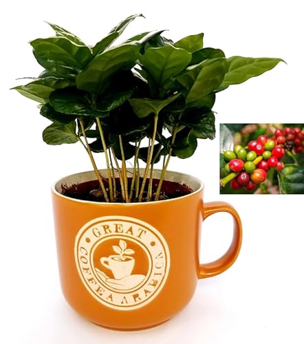 POWERS TO FLOWERS - COFFEA ARABICA, PIANTA DEL CAFFE', TAZZA IN CERAMICA ARANCIO, Pianta da Interno, Pianta Vera