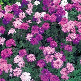 バーベナ 種 【 ロングランミックス 】 小袋（10ml） （ バーベナの種 ）