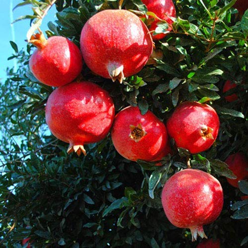 See full amazon price history chart for EdensField Live Exotic Fruit Plant Pomagranate (Anar) Rare Dwarf Punica Granatum Pomegranate Plants Garden Plant(1 Healthy Live Plant) New EdensField Live Exotic Fruit Plant Pomagranate (Anar) Rare Dwarf Punica Granatum Pomegranate Plants Garden Plant(1 Healthy Live Plant) New (B09L6TTTPG) Amazon Price History, Amazon Price Tracker
