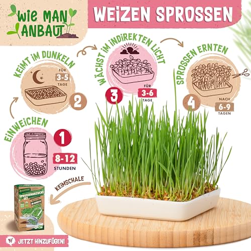 ZenGreens® - Bio Weizen Sprossen Samen in - Wähle zwischen 10g, 200g und 500g - Weizengras Samen mit Keimrate von über 96% - Getreide Saatgut - Weizensamen ideal für Microgreens - Keimsprossen
