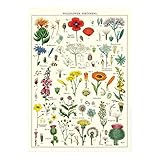 Cavallini Decorative Wrap Poster, Wildflowers, 20 x 28 inch Italian Archival Paper (WRAP/WF)