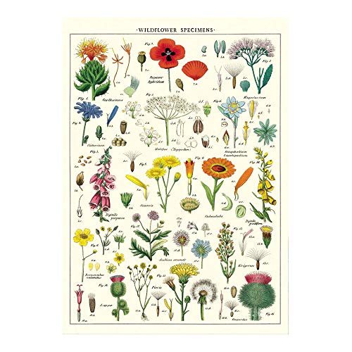 Papier d'emballage Cavallini Fleurs sauvages de qualité supérieure pour affiche