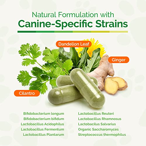 Dr. Dobias - Gutsense, Advanced Prebiotic & Probiotics For Dogs, Canine-Specific Dog Probiotics, Dog Supplement For Healthy Digestion, Good Bowel Movement & Immune System, Pet Supplies, 60 Capsules #TOP2