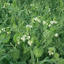 Organic Oat and Peas Cover Crop Mix Seed 5 Lb 34,800 Seeds Non-GMO, Nitrogen-Fixing Annual for Soil Health No-Till, Forage-Friendly, Winter-Kill 5070 Days to Maturity
