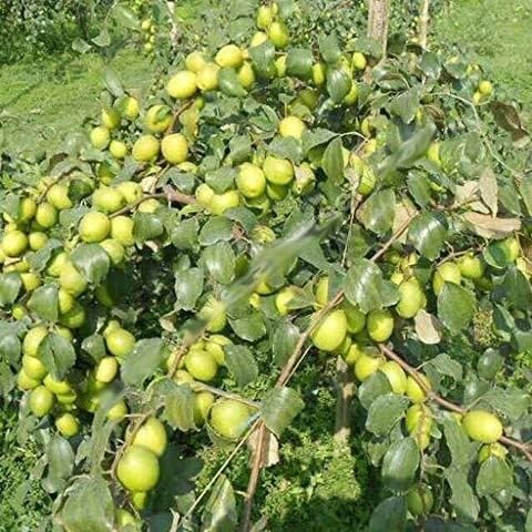 SHREYAGREEN Ber Apple Tree Sapling, Live Fruit Plant, Garden Ready Grafted Plant