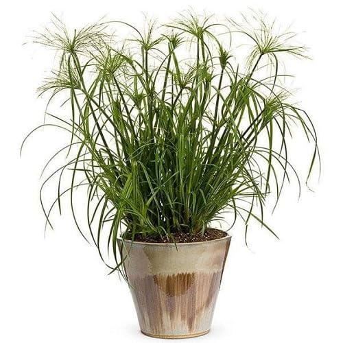 90 graines de papyrus