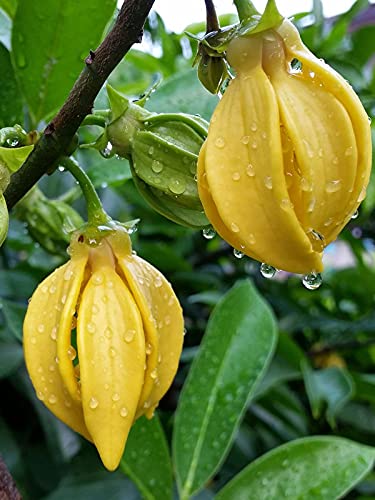 Artabotrys hexapetalus | Climbing Ylang Ylang Vine | Tail Grape | 5_Seeds