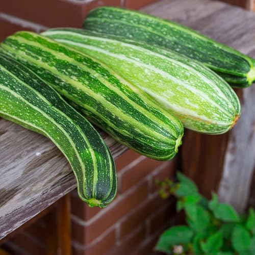 Zucchini Seeds, Trellis Growing Staple, Vertical Garden Filler, Backyard Landscape Accent, Sun-Loving Plant 30pcs