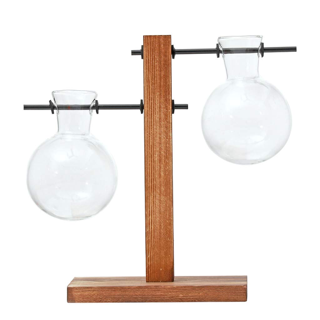 Tulip Bulbs In Glass Vase Decor For You