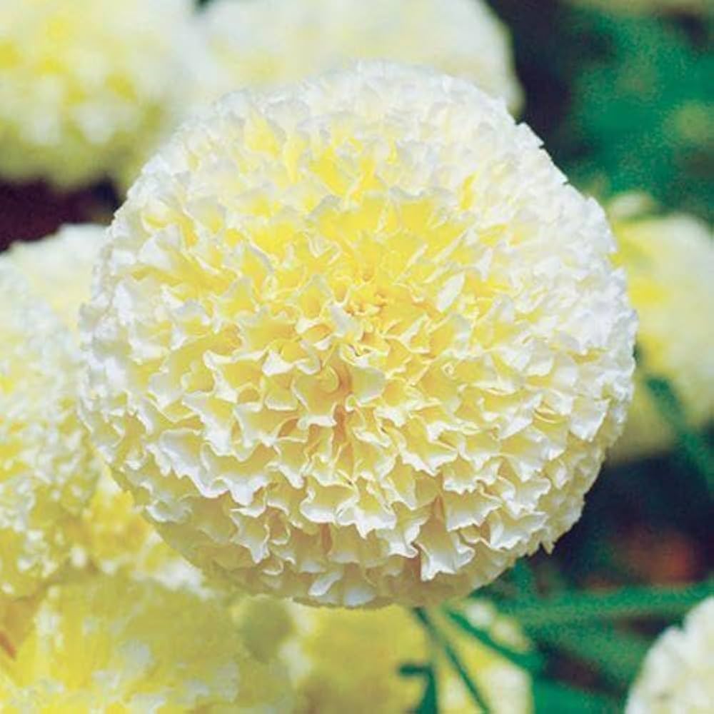 天然マリーゴールドの花種大量１万粒パック＋選べる粗品プレゼント。匿名送料無料 天然マリーゴールドの花種大量1万粒パック＋選べる粗品