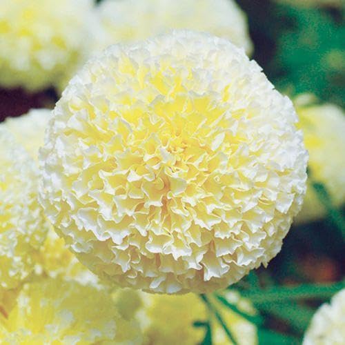 Amazon.co.jp: 花の種マリーゴールド ホワイトスワン F1 10