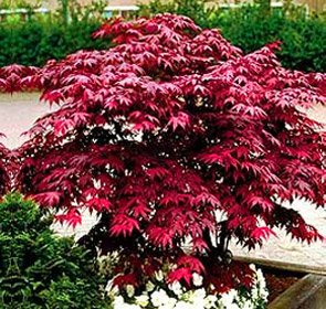 Japanese Red Maple Tree - Live Plant Shipped 1 to