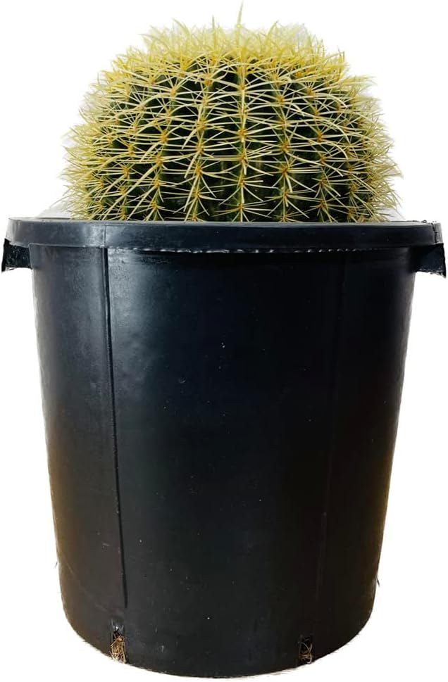 アガベ コロラータハイブリッド レオ 大株子株付きセット アガベコロ