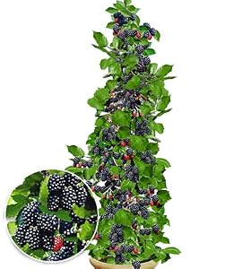 BALDUR Garten Säulen-Brombeere Navaho 'Big&Early', 1 Pflanze