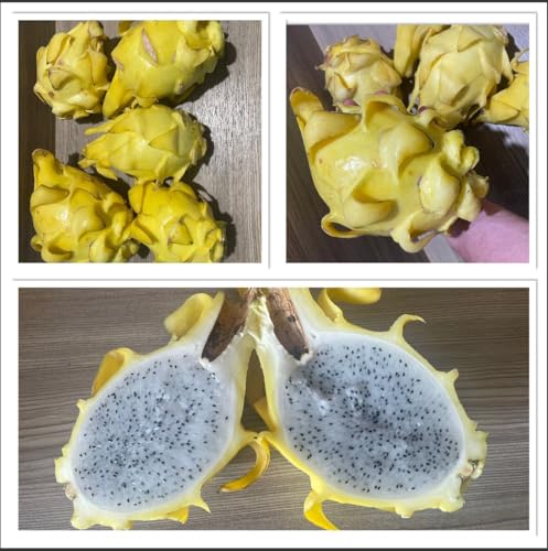 Lot de 20 graines de pitahaya jaune géant (hylocereus undetus)