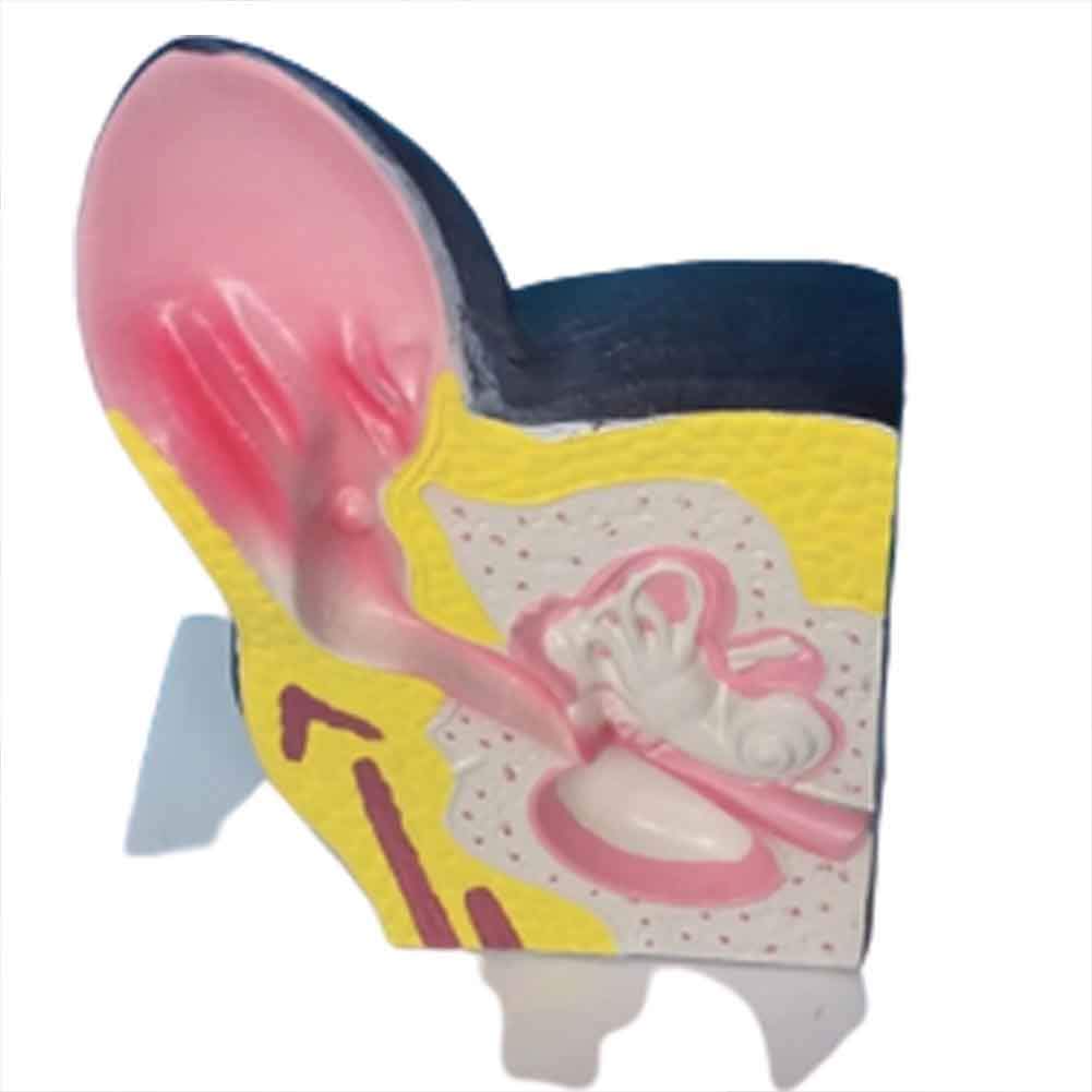 Model Anatomii Model Ucha Psa, Anatomiczny Materiał PVC - Modele Medyczne I Materiały, Model Edukacyjny - Pomoc Medyczna Weterynaria