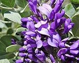 10 Texas Mountain Laurel Sophora Secundiflora Mescal Tree Purple Flower Seeds