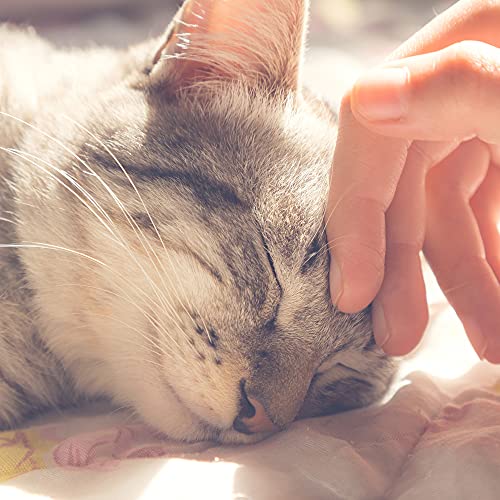 Cat Pet Bed, Cave- Soft Indoor Enclosed Covered Cavern/House For Cats, Kittens, And Small Pets With Removable Cushion Pad By Petmaker (Grey) #TOP4