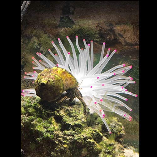 最安値 バランス 人工水草 イソギンチャク 水槽オブジェ 飾り 癒し水景 半透明型 光を通す可能 Diy造景用 水の流れに従う 高さ10cmの価格比較