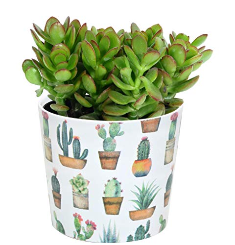 Costa Farms Jade Plant, Crassula ovuta, Live Succulent Plant, Easy to Grow, Ships in 4-Inch Grower Pot, 7-Inches Tall, 2-Pack, Fresh From Our Farm Costa Farms Jade Plant, Crassula ovuta, Live Succulent Plant, Easy to Grow, Ships in 4-Inch Grower Pot, 7-Inches Tall, 2-Pack, Fresh From Our Farm