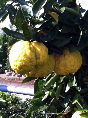 Amazon ゆず 苗木 獅子柚子 ししゆず シシユズ 2年生 接ぎ木 柑橘 果樹 果樹苗木 果物