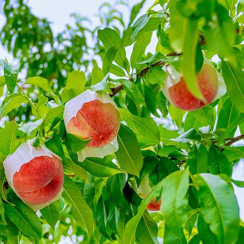 Inakakara Farm to Table �R���� ��Ԕ��� 2�`3�ʓ� 8����{����9����{�o�� �w����s�� ����E�������͂��s��